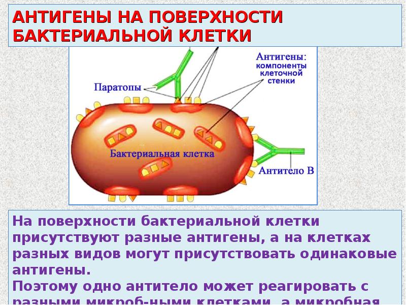 Антигены микробиология презентация