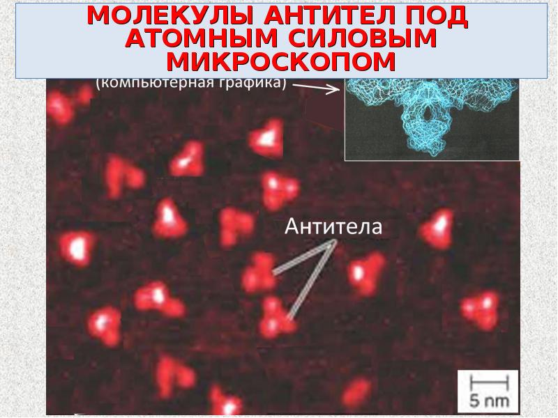 Микробиология антитела презентация