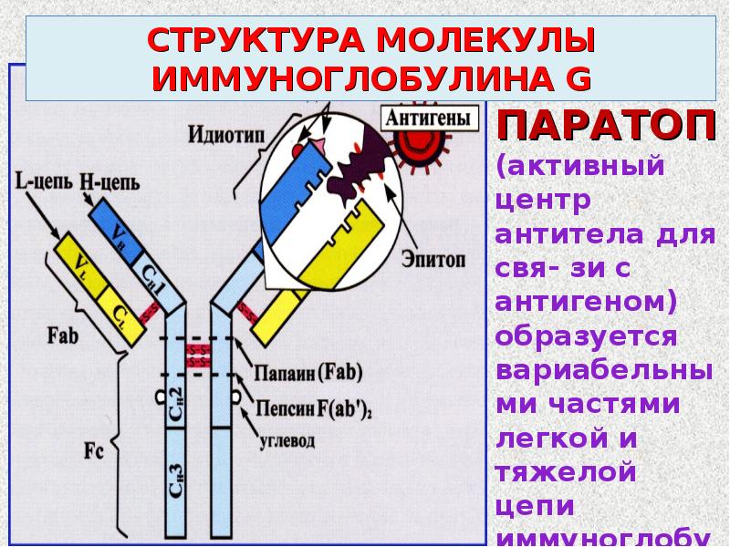 Домены антител. Строение антител иммуноглобулинов. Антитела иммуноглобулины структура. Схема строения антител иммунология. Структура иммуноглобулина паратоп.