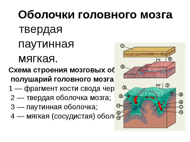 Оболочки головного мозга анатомия презентация