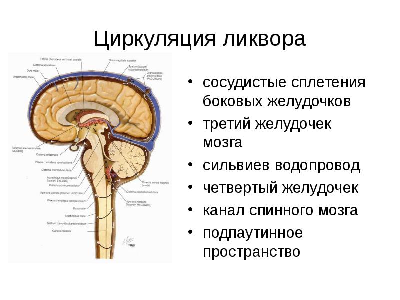Ликворные изменения мозга. СИЛЬВИЕВ водопровод 4 желудочек. Головной мозг СИЛЬВИЕВ водопровод. Циркуляция ликвора анатомия схема. Циркуляция спинномозговой жидкости анатомия.
