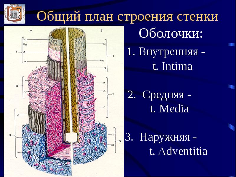 Строение стенки артерии