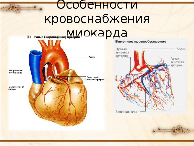 Коронарное кровообращение. Артериальные сосуды кровоснабжающие миокард:. Типы кровоснабжения миокарда. Левый Тип кровоснабжения миокарда. Кровоснабжение миокарда физиология.