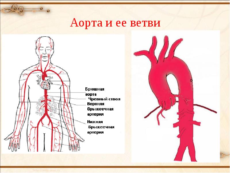 Схема артерий аорты