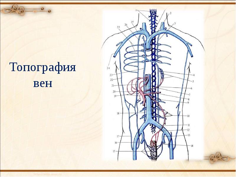 Нижние полые вены схема