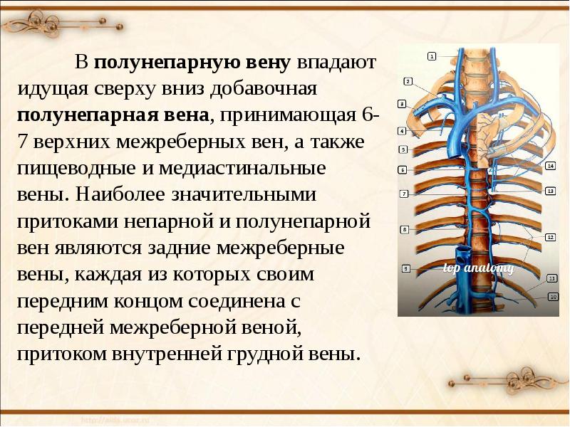 Непарной и полунепарной вен