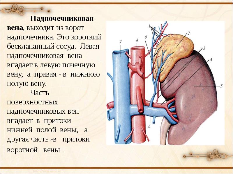 Анатомия и физиология надпочечников презентация