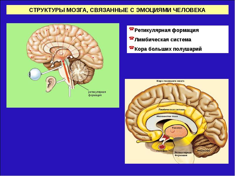 Регуляция поведения 8 класс презентация