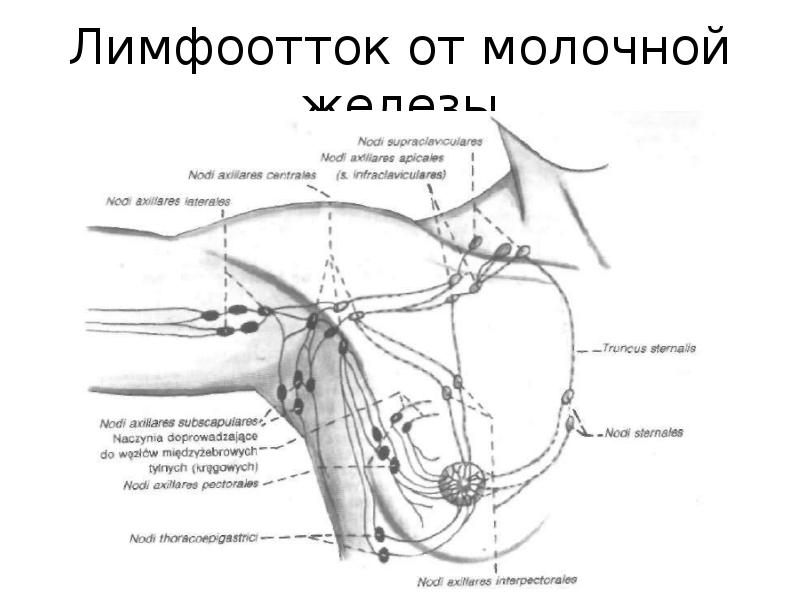 Подмышечные лимфоузлы расположение у женщин схема Лимфатическая система