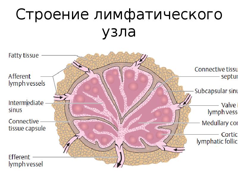 Схема строения лимфатического узла и селезенки