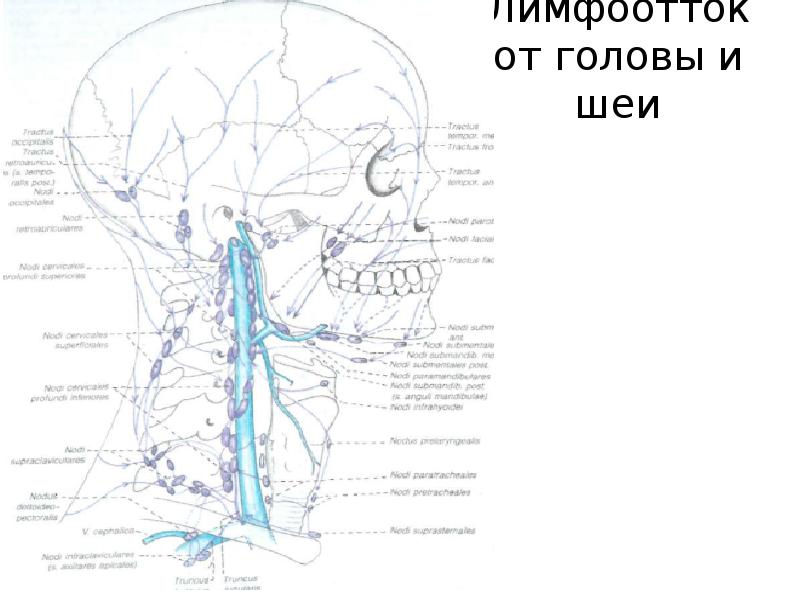 Движение лимфы на лице человека схема