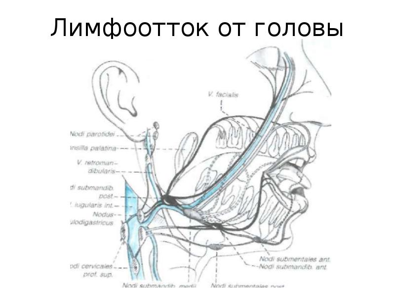 Схема лимфа на лице