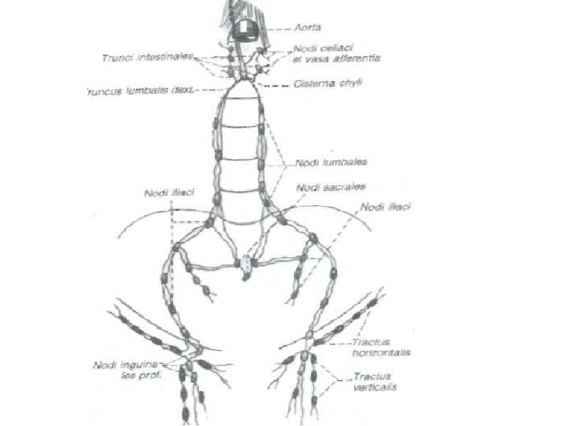 Лимфатические узлы на теле человека схема массажа