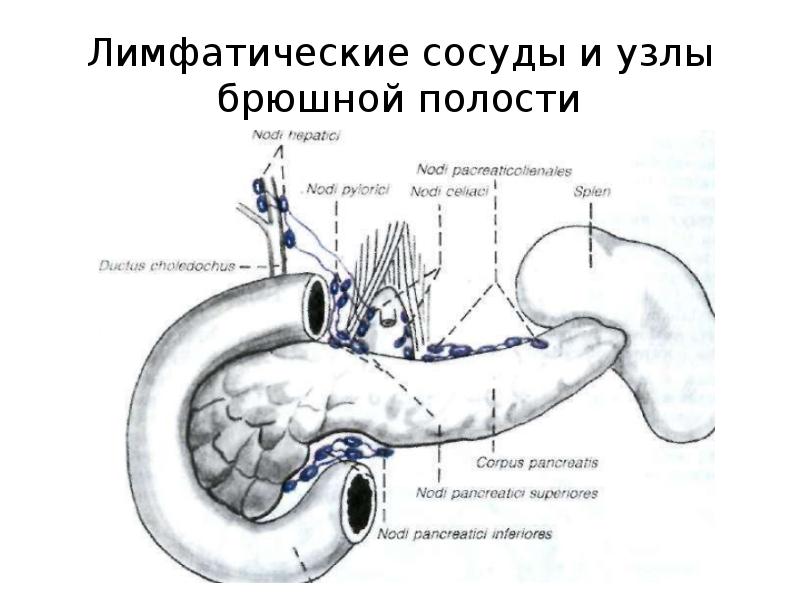 Лимфоузлы брюшной полости