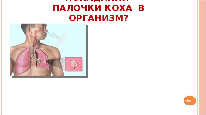 Палочка коха в организме. Палочка коха в организме. Бактерии туберкулеза под микроскопом. Палочка коха возбудитель туберкулеза. Микобактерии африканум.