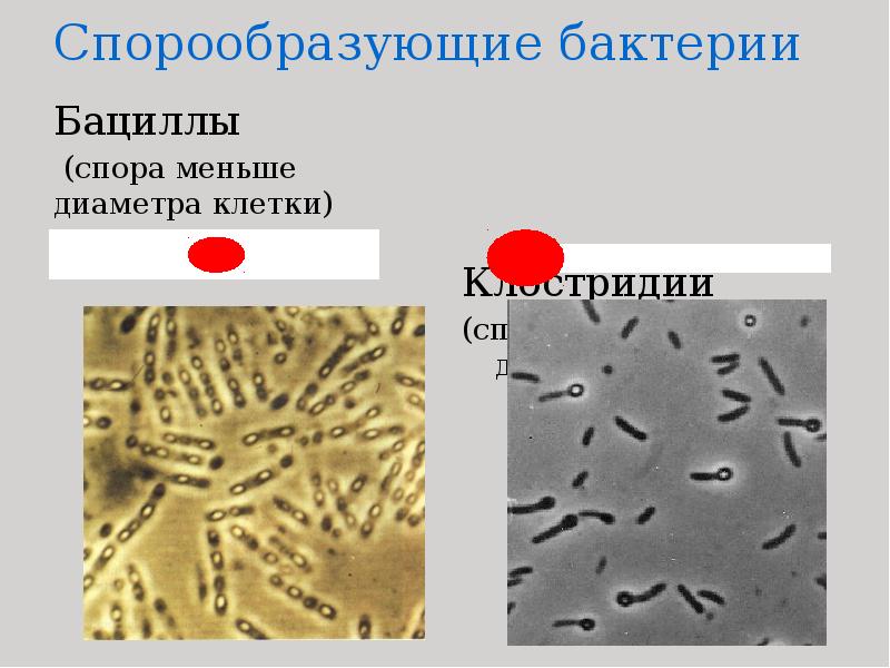 Спорообразующие бактерии  Бациллы  (спора меньше диаметра клетки)