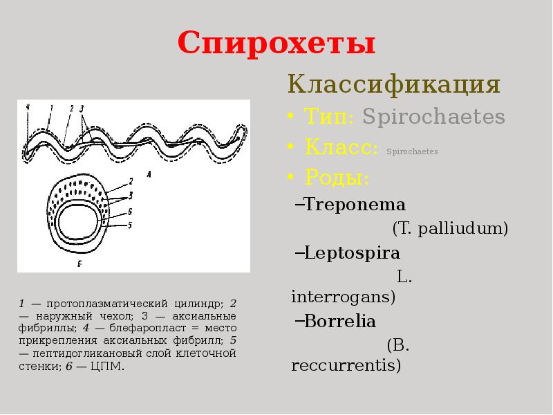 Спирохеты  Классификация Тип: Spirochaetes  Класс: Spirochaetes  Роды: Treponema