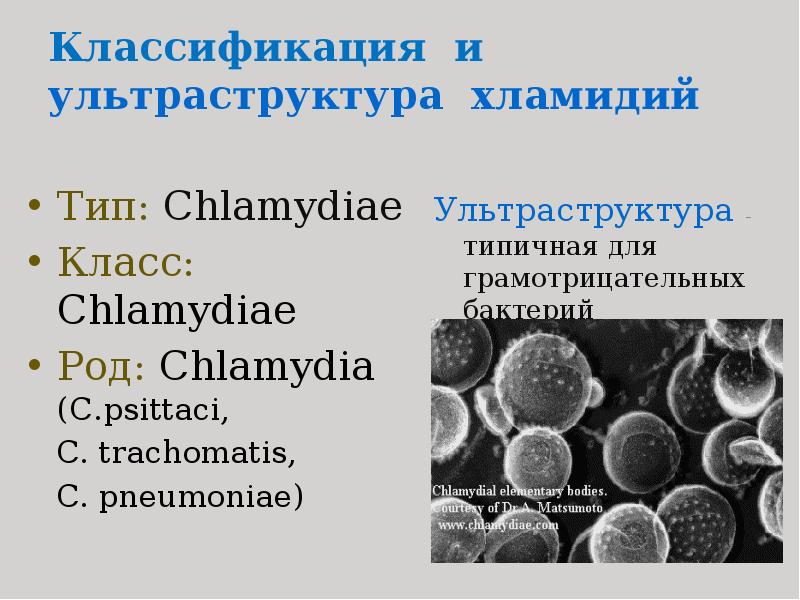 Классификация и ультраструктура хламидий Тип: Chlamydiaе Класс: Chlamydiae Род: Chlamydia (С.psittaci,