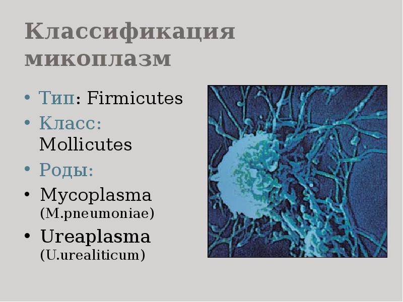 Классификация микоплазм Тип: Firmicutes Класс: Mollicutes Роды: Mycoplasma (M.pneumoniae) Ureaplasma (U.urealiticum)