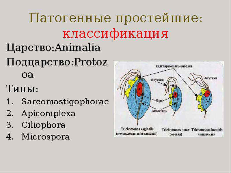 Патогенные простейшие: классификация Царство:Animalia Подцарство:Protozoa Типы: Sarcomastigophoraе Apicomplexa Ciliophora Microspora