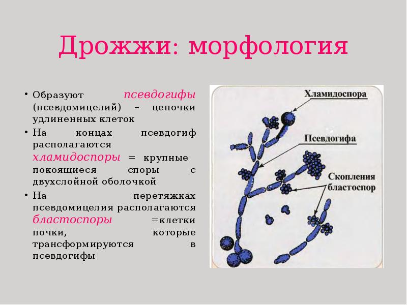 Дрожжи: морфология Образуют псевдогифы (псевдомицелий) – цепочки удлиненных клеток На концах