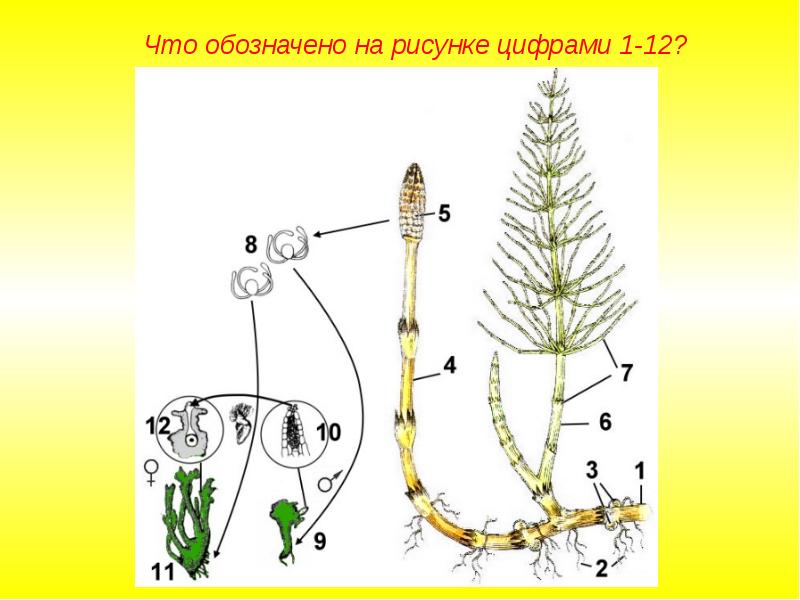 Цикл развития хвоща схема