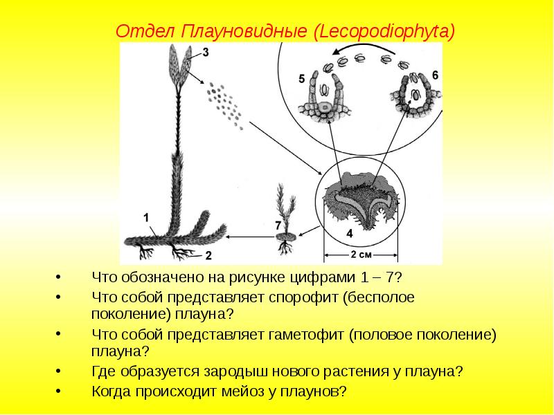 Какой цифрой на рисунке обозначен гаметофит