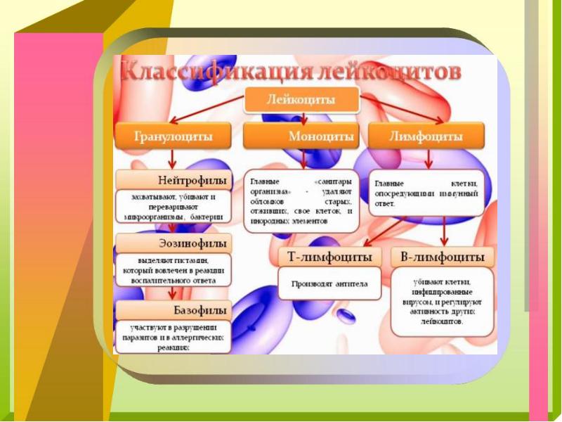 Карта первичного иммунного статуса человека