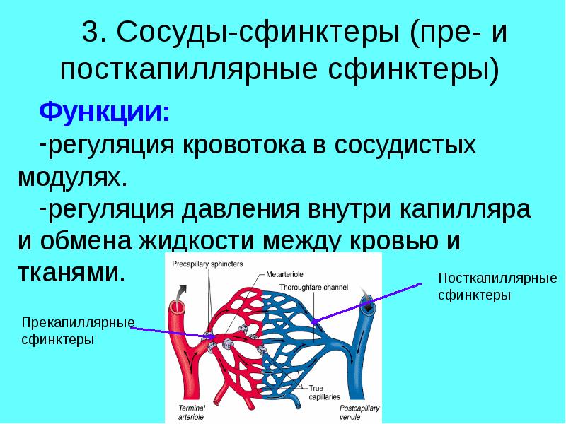 Функции капилляров. Капиллярные сфинктеры функции. Функции сосудистого модуля физиология. Сосуды сфинктеры. Регуляция капиллярного кровотока.