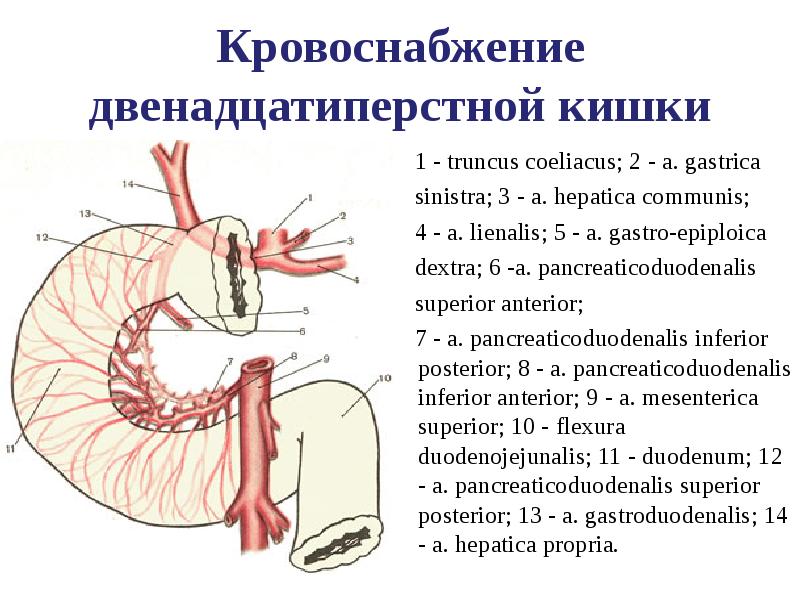 Топографическая анатомия желудка презентация