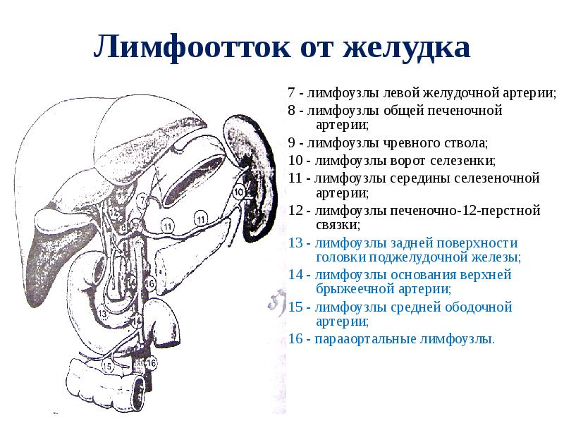 Лимфоотток желудка схема