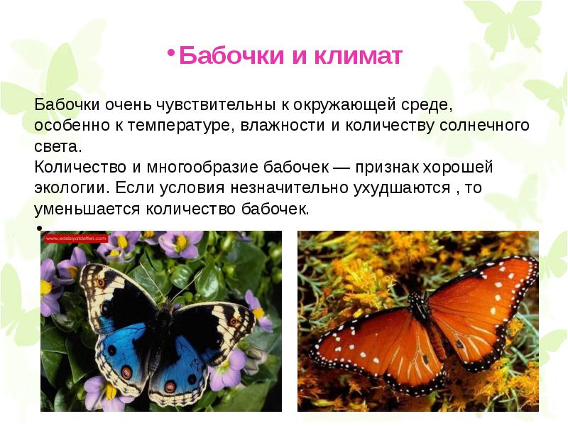 Сведения о бабочках окружающий мир. Доклад про бабочку. Бабочки для презентации. Интересные бабочки. Интересные факты о бабочках.