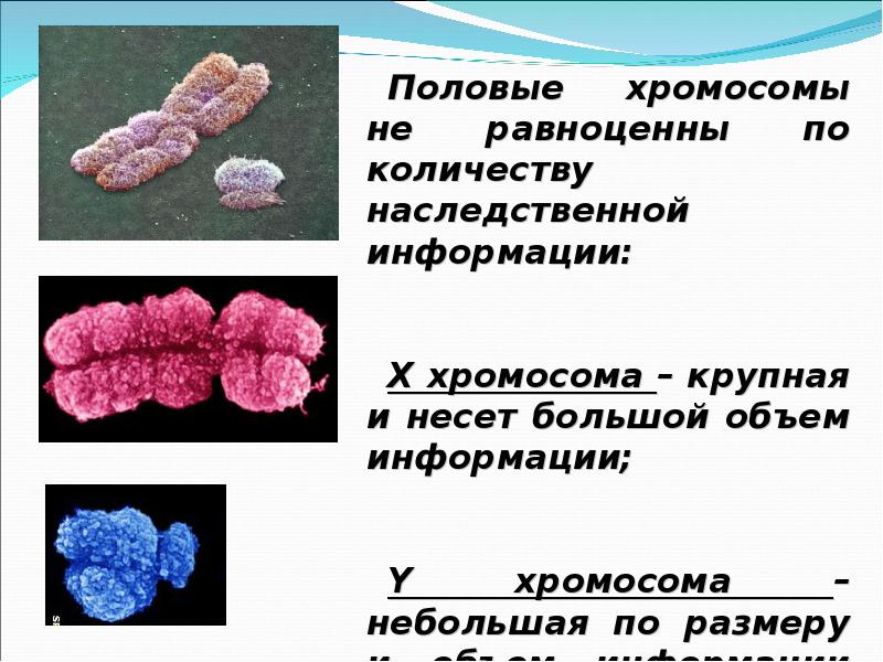 Сколько половых хромосом. Половые хромосомы. Женские половые хромосомы. Половые хромосомы – это:половые хромосомы – это. Морфология половых хромосом человека.