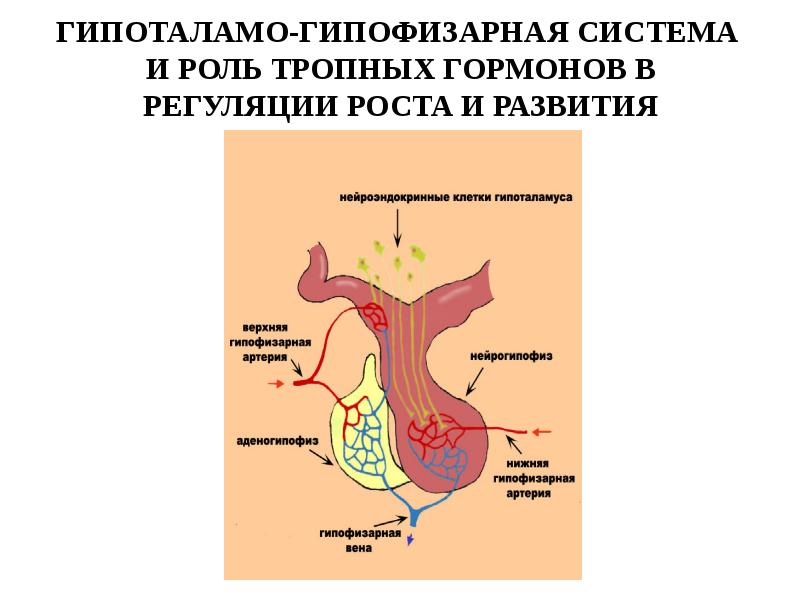 Гипоталамо гипофизарная система гормоны гипоталамуса