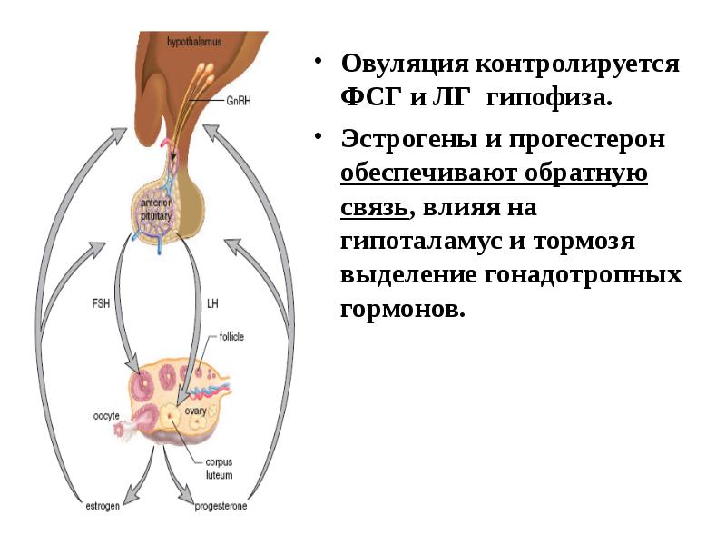 Влияет ли фсг на выпадение волос