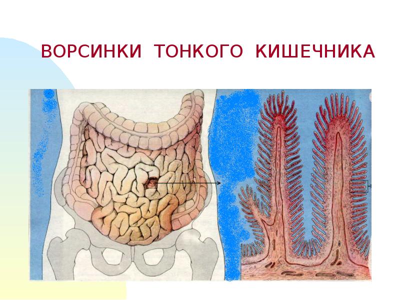 Тонкая кишка биология. Ворсинки тонкого кишечника анатомия. Ворсинчатый эпителий кишечника. Тонкая кишка кишечная Ворсинка. Микроворсинки тонкого кишечника.