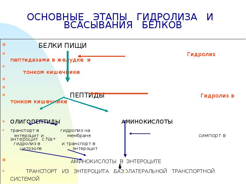 Белок в желудке. Основные этапы гидролиза и всасывание белков. Гидролиз и всасывание белков в ЖКТ. Этапы гидролиза в системе пищеварения белков. Гидролиз и всасывание белков в ЖКТ таблица.