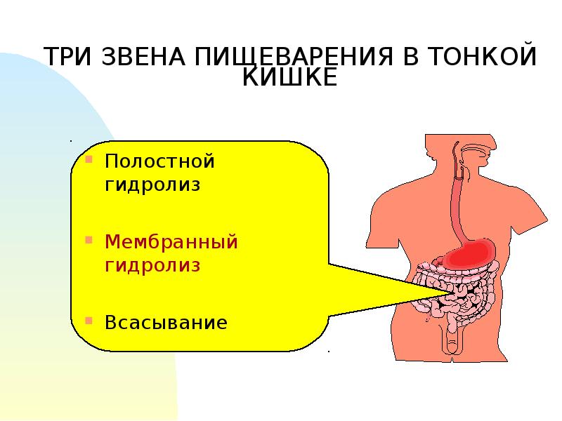 Пищеварение в тонком