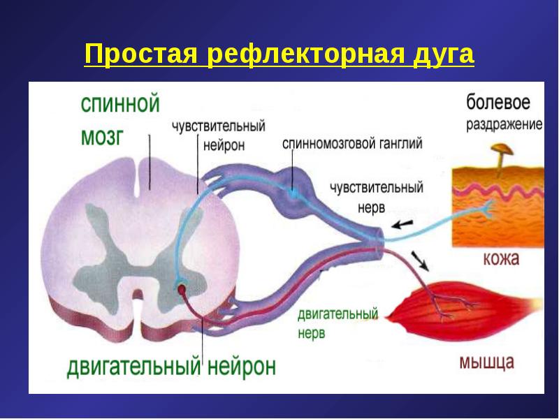 Высшая нервная деятельность фото