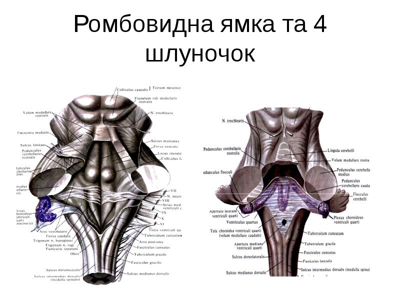 Ромбовидная ямка фото