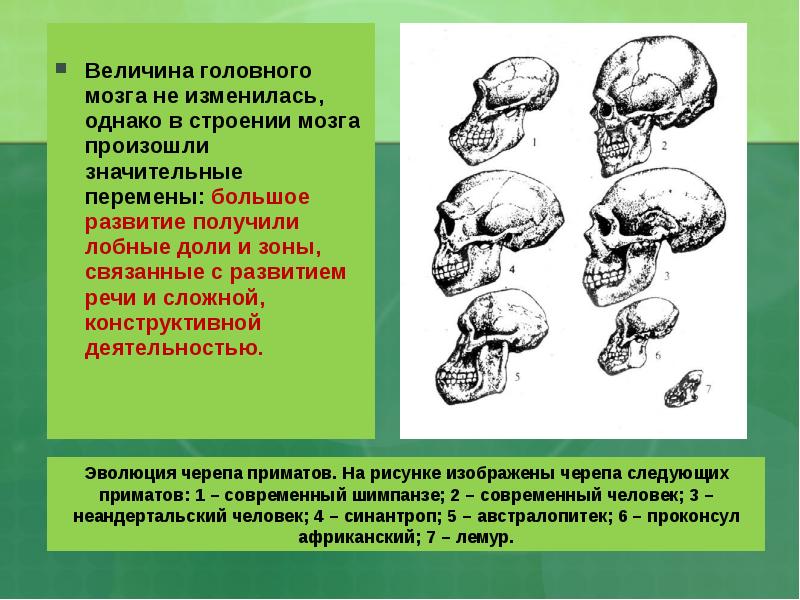 Развитие головного мозга презентация