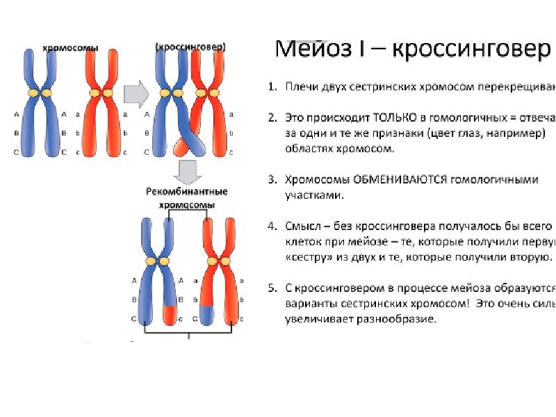 Презентация митоз и мейоз 10 класс биология