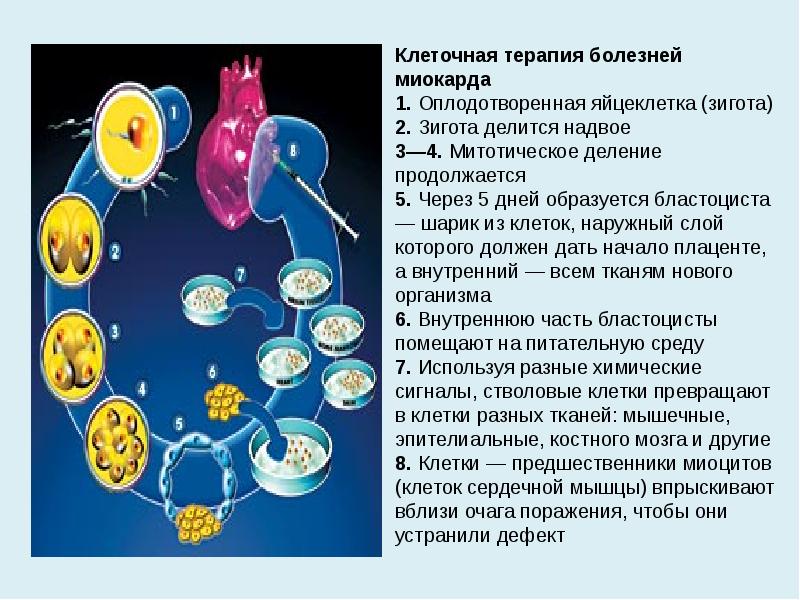 Карта клеточная терапия