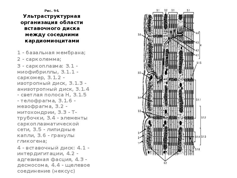 Схема вставочного диска между кардиомиоцитами