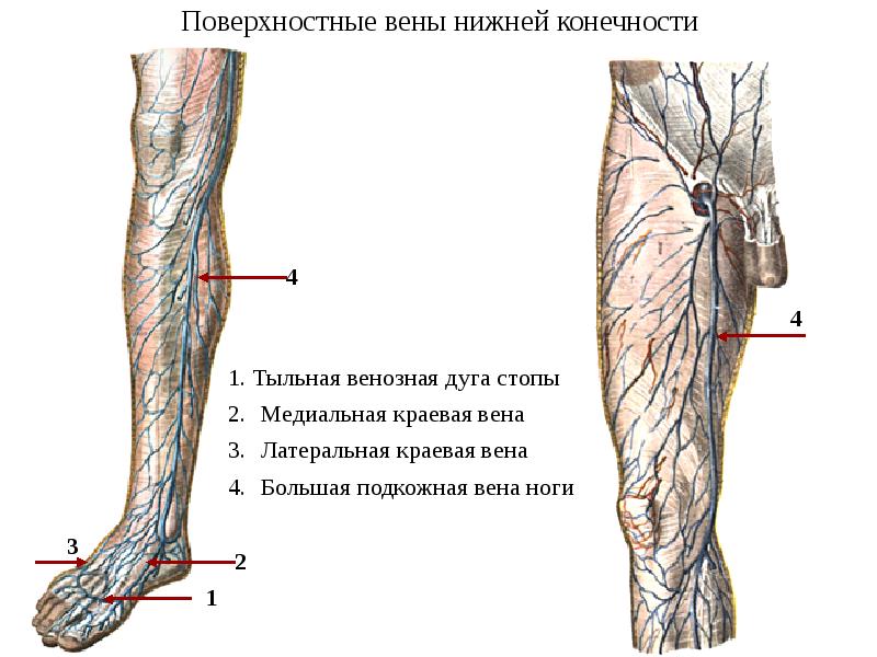 Артерии нижних конечностей фото