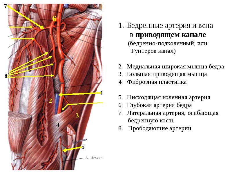 Бедренный треугольник картинка