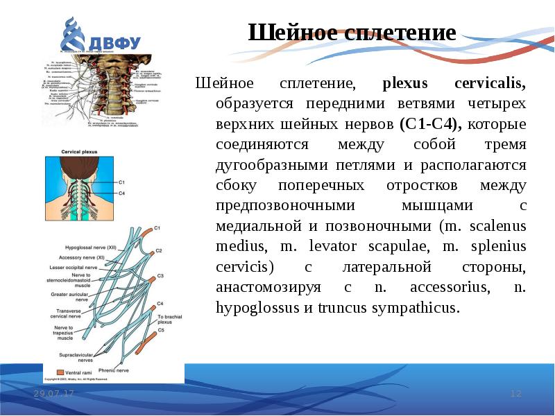 Шейное сплетение презентация