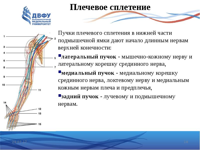 Задние ветви шейных нервов