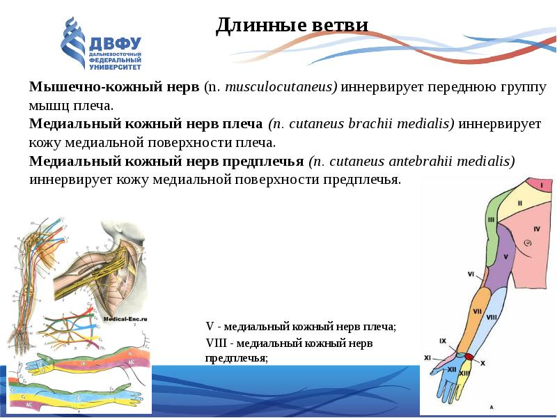 Мышцы сгибатели и разгибатели кисти. Мышцы предплечья анатомия передняя группа 1 слой. Задняя группа разгибателей предплечья. Лучевой нерв иннервирует мышцы. Топография лучевого нерва.