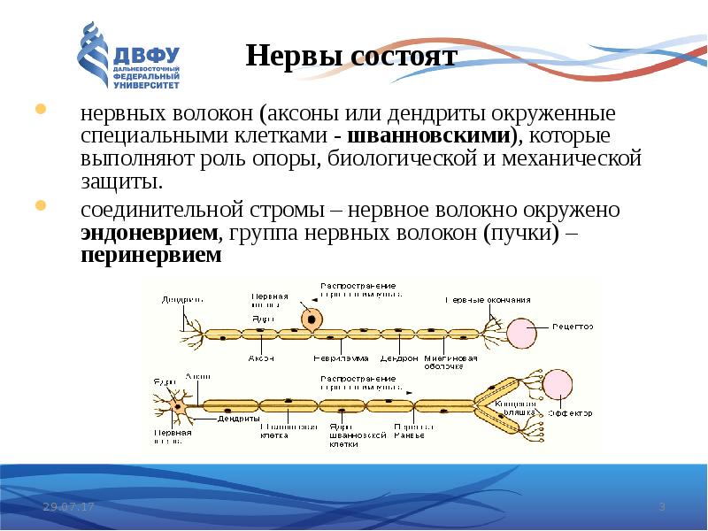 Периферическая нервная система неврология презентация